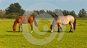 Two grazing horses in a Dutch meadow