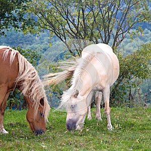 Two grazing horses