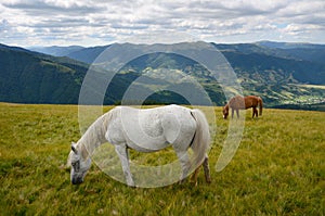 Two grazing horses