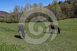 Two Grazing Mules in a Pasture