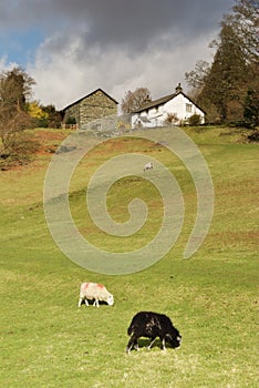 Two grazing sheep, farmhouse and barn