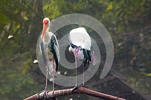 Two Great Asian Painted Storks perched    on a  tree branch          india         India