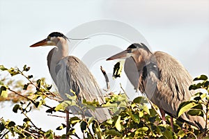 TWo Great Blue Heron