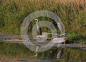 Two Great Blue Heron bird standing along edge of river