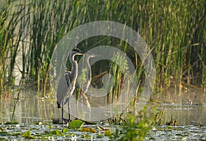 Two Great Blue Heron bird standing in misty morning