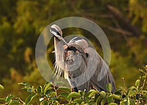 Two Great Blue Herons