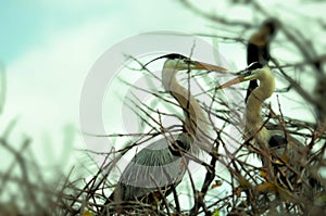 Two great blue Herons in breeding plumage in nest