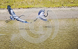 Two Great Blue Herons in flight.