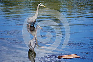 Two great blue herons hunt for fish in a tide pool in Esquimalt Lagoon photo