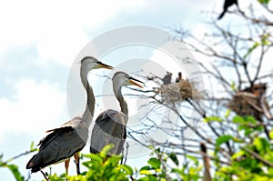 Two Great blue herons in nest in wetland