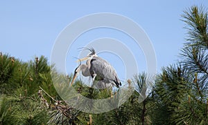 Two Great Blue Herons Nesting