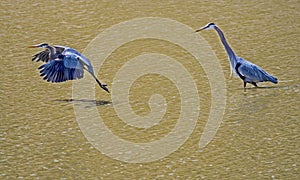 Two Great Blue Herons, one in flight.