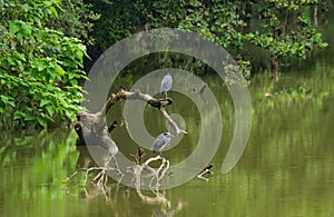 Two Great Blue Herons Perched on a Fallen Tree