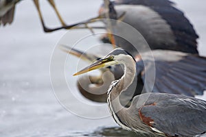 Two great blue herons squabble while another focuses on catching a fish