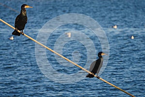 Two great cormorant birds drying their feathers at sun