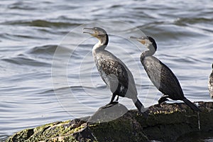 Two great cormorants sitting on rocks Lake Victoria