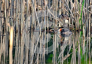 Two the great crested grebe Podiceps cristatus on the nest