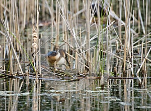 Two the great crested grebe Podiceps cristatus on the nest