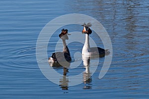 Two Great Crested Grebes mating dance