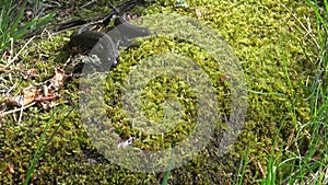 Two Great Crested Newt (Triturus cristatus) on green spring moss