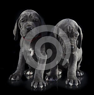Two great dane puppy purebreds on black photo