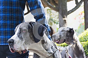 Two Great Danes Dogs Portrait on a Park photo