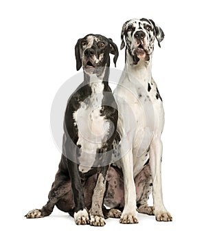 Two Great Danes sitting and looking away, 1 year old