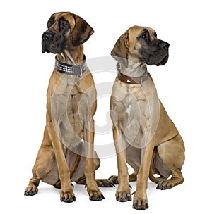 Two Great Danes, sitting and looking away