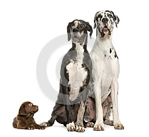 Two Great Danes sitting and looking away and puppy chocolate labrador staring at them
