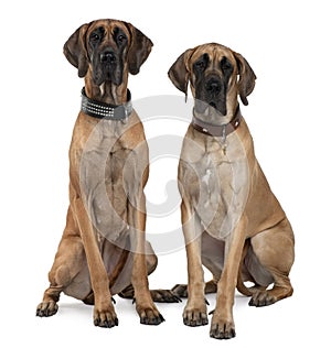 Two Great Danes sitting and looking at the camera