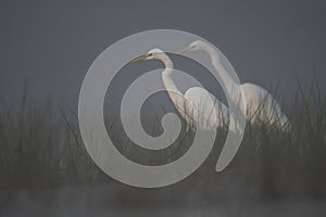 Great egrets looking for fish