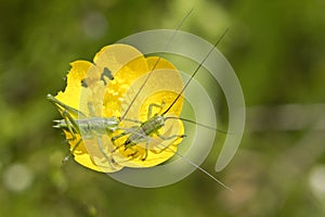 Two Great Green Bush-crickets on a flower