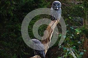 Two Great grey owls at Skansen open air museum