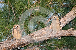 Two Great Horned Owl babies - Bubo virginianus