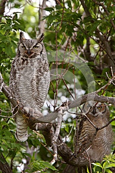 Two Great Horned Owl fledglings