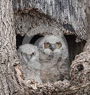 Two Great Horned Owl nest with two cute owlets