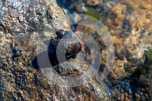 Two Great Pond Snails Lymnaea Stagnalis on the Wet Stone on a Summer Afternoon