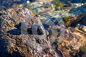 Two Great Pond Snails Lymnaea Stagnalis on the Wet Stone on a Summer Afternoon