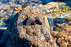 Two Great Pond Snails Lymnaea Stagnalis on the Wet Stone on a Summer Afternoon