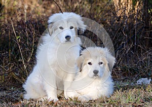 Two Great Pyrenees Puppies