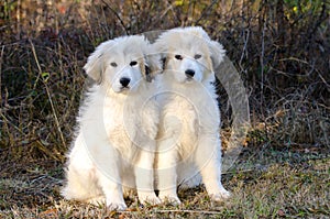 Two Great Pyrenees Puppies