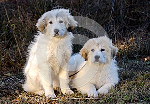 Two Great Pyrenees Puppies