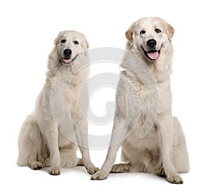 Two Great Pyreness or Pyrenean Mountain Dogs