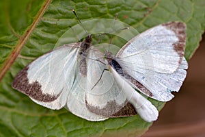 Two great southern white butterfly in different steps of the courtship III