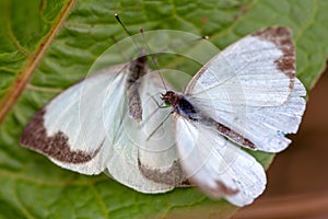 Two great southern white butterfly in different steps of the courtship V