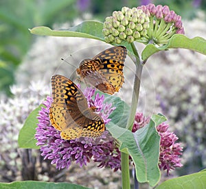 Two Great Spangled Fritillary Butterflies photo