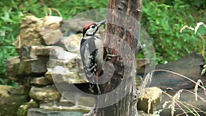 Two great spotted woodpeckers, juvenile female and adult female.