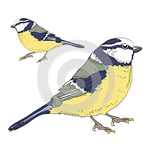 Two great tits birds. Vector illustration on white background