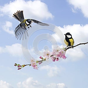 Two Great tits, clouded sky, flowering branch photo