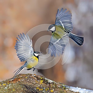 Two Great tits conflict display with all anger and bright plumage